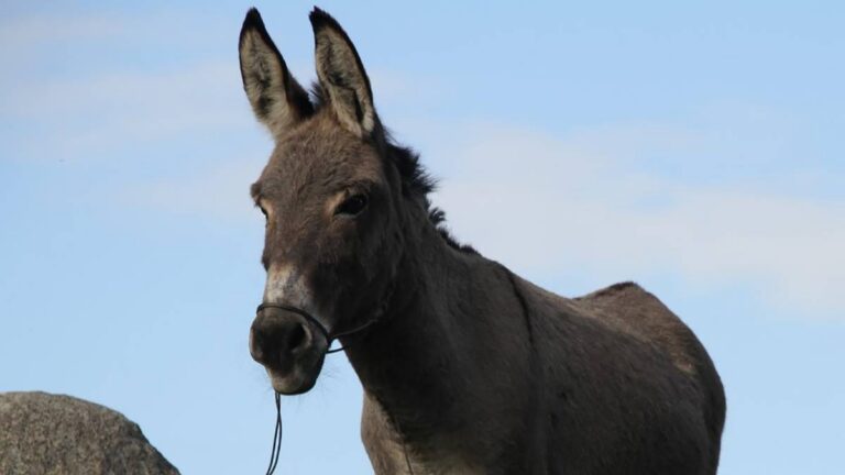 Final de EO explicado: qué significa la muerte del burro